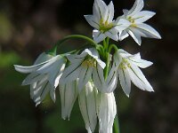 Allium triquetrum 47, Driekantig look, Saxifraga-Ed Stikvoort