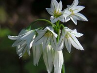 Allium triquetrum 47, Driekantige look, Saxifraga-Ed Stikvoort