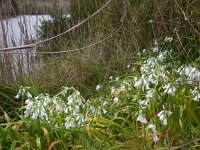 Allium triquetrum 49, Driekantige look, Saxifraga-Ed Stikvoort