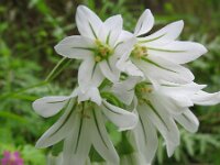 Allium triquetrum 5, Driekantige look, Saxifraga-Rutger Barendse