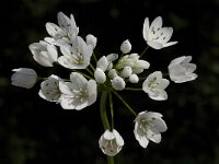 Allium triquetrum 6, Driekantige look, Saxifraga-Willem van Kruijsbergen