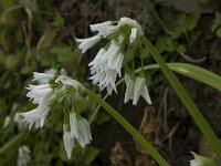 Allium triquetrum 9, Driekantige look, Saxifraga-Willem van Kruijsbergen