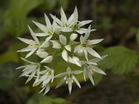 Allium ursinum 1, Daslook, Saxifraga-Jan van der Straaten