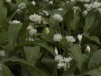 Allium ursinum 10, Daslook, Saxifraga-Willem van Kruijsbergen