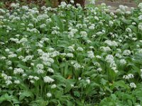 Allium ursinum 11, Daslook, Saxifraga-Willem van Kruijsbergen