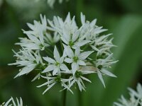 Allium ursinum 12, Daslook, Saxifraga-Willem van Kruijsbergen