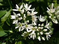 Allium ursinum 13, Daslook, Saxifraga-Jasenka Topic