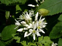 Allium ursinum 15, Daslook, Saxifraga-Jasenka Topic