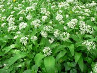 Allium ursinum 16, Daslook, Saxifraga-Jan Willem Jongepier