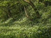 Allium ursinum 17, Daslook, Saxifraga-Willem van Kruijsbergen