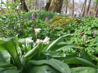 Allium ursinum 18, Daslook, Saxifraga-Rudmer Zwerver
