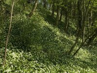 Allium ursinum 19, Daslook, Saxifraga-Willem van Kruijsbergen