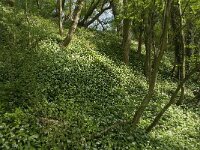 Allium ursinum 20, Daslook, Saxifraga-Willem van Kruijsbergen