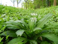 Allium ursinum 21, Daslook, Saxifraga-Rutger Barendse