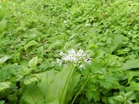 Allium ursinum 22, Daslook, Saxifraga-Rutger Barendse