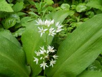 Allium ursinum 23, Daslook, Saxifraga-Rutger Barendse