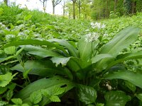 Allium ursinum 24, Daslook, Saxifraga-Rutger Barendse