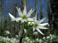 Allium ursinum 28, Daslook, Saxifraga-Ed Stikvoort