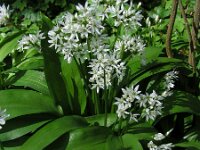 Allium ursinum 30, Daslook, Saxifraga-Ed Stikvoort