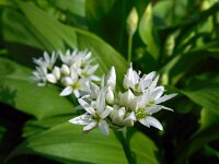 Allium ursinum 31, Daslook, Saxifraga-Ed Stikvoort