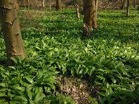 Allium ursinum 32, Daslook, Saxifraga-Ed Stikvoort