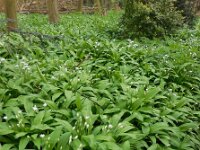 Allium ursinum 33, Daslook, Saxifraga-Ed Stikvoort