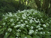 Allium ursinum 39, Daslook, Saxifraga-Willem van Kruijsbergen
