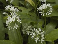 Allium ursinum 4, Daslook, Saxifraga-Jan van der Straaten