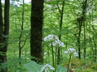 Allium ursinum 40, Daslook, Saxifraga-Jeroen Willemsen