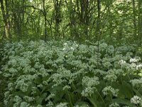 Allium ursinum 41, Daslook, Saxifraga-Willem van Kruijsbergen