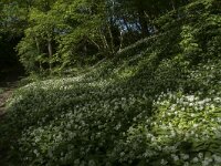 Allium ursinum 42, Daslook, Saxifraga-Willem van Kruijsbergen