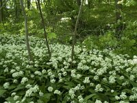 Allium ursinum 43, Daslook, Saxifraga-Willem van Kruijsbergen