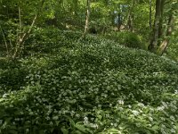 Allium ursinum 44, Daslook, Saxifraga-Willem van Kruijsbergen