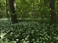 Allium ursinum 45, Daslook, Saxifraga-Willem van Kruijsbergen