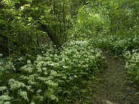 Allium ursinum 46, Daslook, Saxifraga-Willem van Kruijsbergen