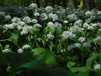 Allium ursinum 47, Daslook, Saxifraga-Ed Stikvoort