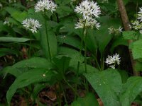 Allium ursinum 48, Daslook, Saxifraga-Ed Stikvoort