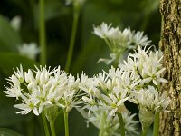 Allium ursinum 49, Daslook, Saxifraga-Jan Nijendijk