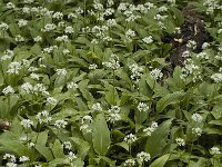 Allium ursinum 5, Daslook, Saxifraga-Jan van der Straaten