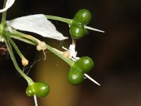 Allium ursinum 50, Daslook, Saxifraga-Jan Nijendijk