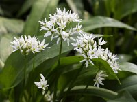 Bear's Garlic flowers (Allium ursinum)  Allium ursinum : allium, Allium ursinum, bear's garlic, bear leek, broad-leaved garlic, buckrams, flora, floral, flower, flowers, garlic, growth, natural, nature, petal, petals, plant, ramsons, spring, springtime, stamen, stamens, vascular plant, white, wild garlic, wood garlic, no people, nobody