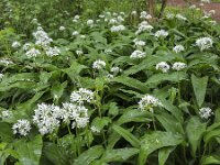 Bear's Garlic flowers (Allium ursinum)  Bear's Garlic flowers (Allium ursinum) : allium, Allium ursinum, bear's garlic, bear leek, broad-leaved garlic, buckrams, flora, floral, flower, flowers, garlic, growth, natural, nature, petal, petals, plant, ramsons, spring, springtime, stamen, stamens, white, wild garlic, wood garlic