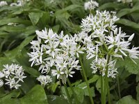 Bear's Garlic flowers (Allium ursinum)  Bear's Garlic flowers (Allium ursinum) : allium, Allium ursinum, bear's garlic, bear leek, broad-leaved garlic, buckrams, flora, floral, flower, flowers, garlic, growth, natural, nature, petal, petals, plant, ramsons, spring, springtime, stamen, stamens, white, wild garlic, wood garlic