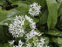 Bear's Garlic flowers (Allium ursinum)  Bear's Garlic flowers (Allium ursinum) : allium, Allium ursinum, bear's garlic, bear leek, broad-leaved garlic, buckrams, flora, floral, flower, flowers, garlic, growth, natural, nature, petal, petals, plant, ramsons, spring, springtime, stamen, stamens, white, wild garlic, wood garlic