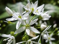Bear's Garlic flowers (Allium ursinum)  Bear's Garlic flowers (Allium ursinum) : allium, Allium ursinum, bear's garlic, bear leek, broad-leaved garlic, buckrams, flora, floral, flower, flowers, garlic, growth, natural, nature, petal, petals, plant, ramsons, spring, springtime, stamen, stamens, white, wild garlic, wood garlic, vascular plant