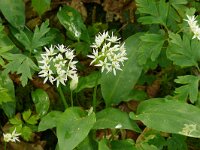 Allium ursinum 57, Daslook, Saxifraga-Hans Grotenhuis