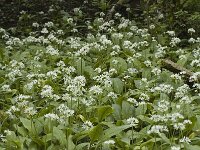 Allium ursinum 6, Daslook, Saxifraga-Jan van der Straaten