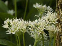 Allium ursinum 65, Daslook, Saxifraga-Jan Nijendijk