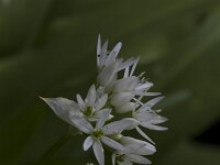 Allium ursinum 66, Daslook, Saxifraga-Jan Nijendijk