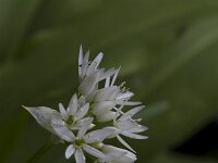 Allium ursinum 67, Daslook, Saxifraga-Jan Nijendijk